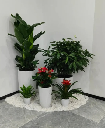 杭州湾花木租赁设备-杭州湾花卉租赁合同-鄞州绿植租摆服务商列表-江北花卉租摆交易平台